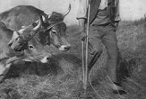 Predavanje: 1918. - poslednja austrougarska godina u Subotici
