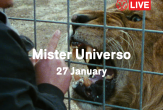 Premijera sa Roterdamskog filmskog festivala: Mister Universo