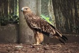 Orao krstaš Feliks konačno kod kuće: Nakon pakla krijumčara na Bliskom istoku, ptica sinoć stigla u Zoo vrt Palić