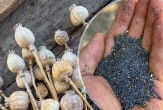 Biljka na koju smo zaboravili se vraća na njive: Mak iz Male Bosne ide pravo za Nemačku