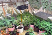Otkrivene laboratorije za proizvodnju marihuane, zaplenjena marihuana u vrednosti oko 50 miliona dinara