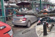 Radnici "Čistoće" za vikend imali pune ruke posla, olujni vetar obarao stabla i lomio grane