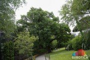 Hrast star 300 godina krasi park Zoo vrta