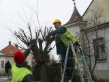 Jesenja akcija orezivanja drveća