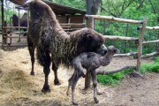 Mladunče dvogrbe kamile prinova u Zoo vrtu "Palić"