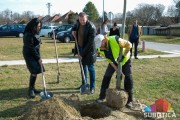 Novi drvored u gradu, u Partizanskih baza posađeno više od 40 stabala gelegunja