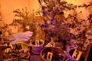 Otkrivena improvizovana laboratorija za uzgoj marihuane
