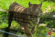 Bengalski tigar Naum novi stanovnik Zoo vrta