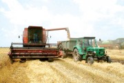 Žetva pšenice pri kraju, poljoprivrednici nezadovoljni
