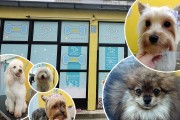 Pet salon "Šape" - kompletna i profesionalna nega kućnih ljubimaca