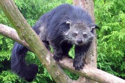 Binturong - novi stanovnik Zoo Palić