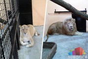Beli lavovi stigli u ZOO vrt Palić