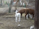 Bela lama novi stanovnik Zološkog vrta