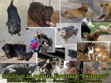 Usvojite psa iz azila "Prizorgo" iz Bačke Topole