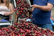 Zbog niske otkupne cene višanja, subotički voćari "obrali bostan"