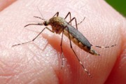 U Severnobačkom okrugu nema obolelih od groznice Zapadnog Nila u ovoj godini