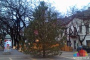 Suvišnu jelku i ove godine možete da poklonite gradu