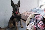 Carinskog psa njuh nepogrešivo odveo do krijumčarenih cigareta