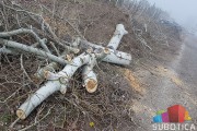 Nelegalno posečen vetrozaštitni pojas na obilaznici oko Palića