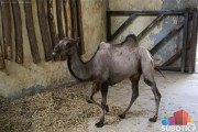 Zoo vrt bogatiji za šest novih stanovnika