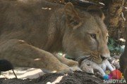 Postoje očevici koji tvrde da su lavići pojedeni nakon što ih je čopor odbacio