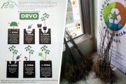U toku podela besplatnih sadnica jasena, akcija traje i sutra
