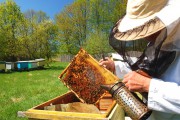 Pčelari mogu na rad i za vreme policijskog časa – spašena proizvodnja meda