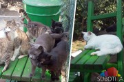 Azil za mačke u Bikovu prepušten sam sebi
