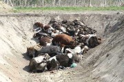 Počelo rešavanje dugogodišnjeg problema odlaganja otpada životinjskog porekla