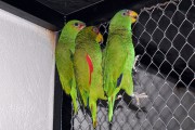 Zaplenjeni zaštićeni papagaji na Bačkim Vinogradima