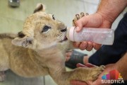 Zaplenjeni lavić u Zoološkom vrtu na Paliću