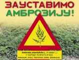 "Teras": Ambrozija ugrožava zdravlje Subotičana