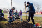Podela besplatnih sadnica belog jasena u subotu