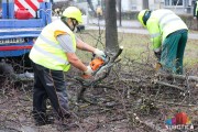 U toku zimsko orezivanje drveća, neophodno strpljenje učesnika u saobraćaju