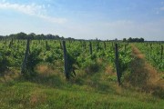 Kuća, Salaš sa vinogradom i jezerom, 93m2 (ID: 102569) | Nekretnine Subotica
