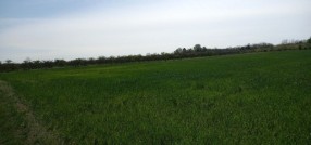 Radanovac