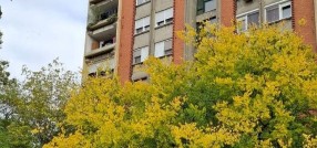 Lovre Bračuljevića 45