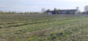Bački Vinogradi