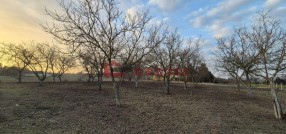 Palić