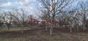 Palić
