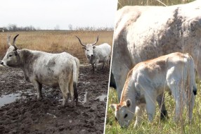 Podolska goveda dobila prinove
