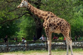 Usvojili žirafu i aligatora iz ZOO vrta