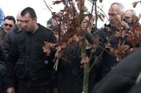 Seča Badnjaka