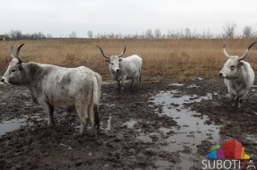 Podolska goveda održavaju okolinu Palićkog jezera