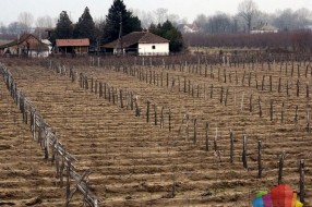 Vinari očekuju dobar rod loze