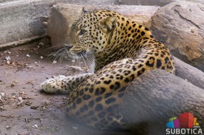 Persijski leopard Simba novi stanovnik Zoo vrta