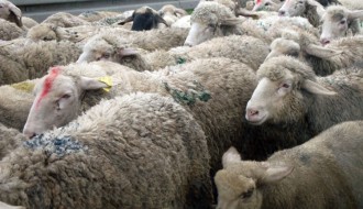 Kod Rančeva pronađene ukradene ovce, priveden kradljivac