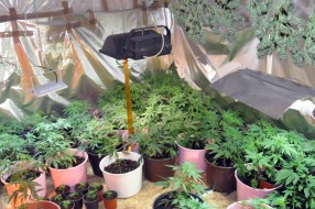 Otkrivene laboratorije za proizvodnju marihuane, zaplenjena marihuana u vrednosti oko 50 miliona dinara