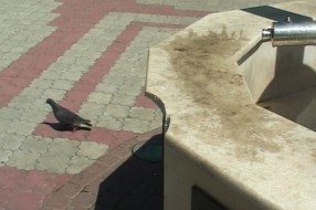 Olimpijska česma na Radijalcu i spomenik "Risaru" na meti vandala