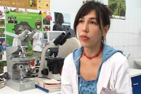 Koncentracija polena ambrozije smanjena